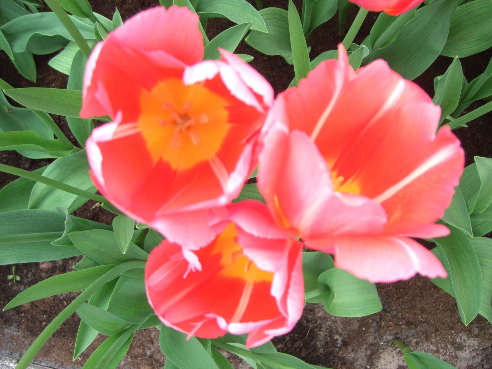 Netherlands Keukenhof